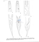 Nematode file-library of the Marine Biology Section (Ghent University, Belgium)