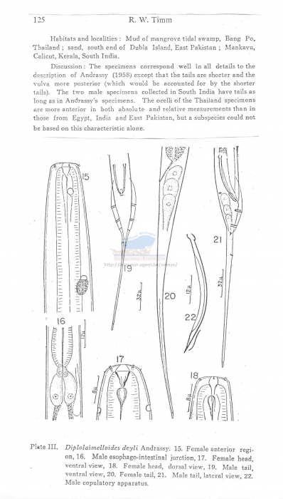 Diplolaimelloides delyi