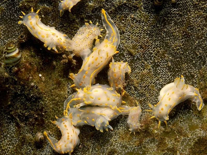 Polycera norvegica Sørensen, Rauch, Pola & Malaquias, 2020