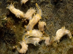 Polycera norvegica Sensen, Rauch, Pola & Malaquias, 2020, author: BioMar - Trinity College Dublin (TCD)