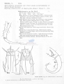 Nematode file-library of the Marine Biology Section (Ghent University, Belgium)