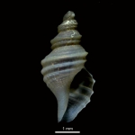 Mollusca (molluscs)