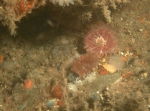 Bewremabi species