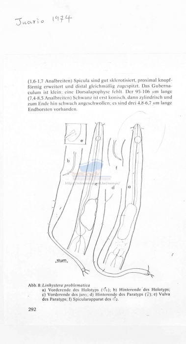 Linhystera problematica