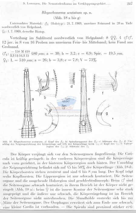 Rhynchonema scutatum