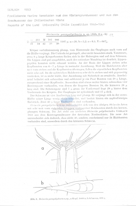 Steineria parapolychaeta