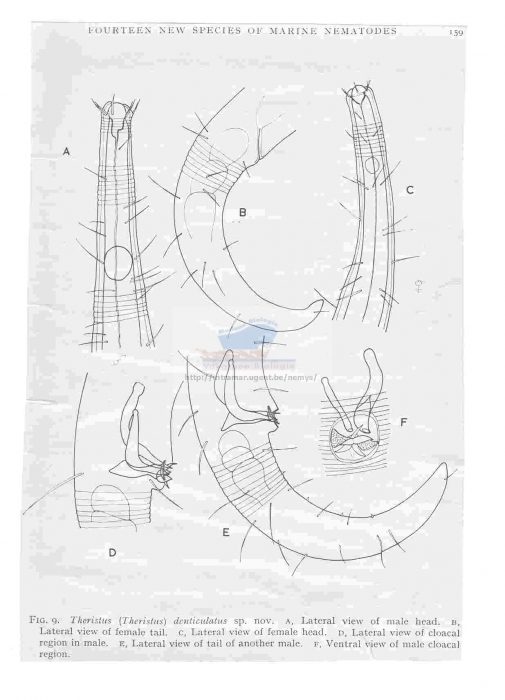 Theristus denticulatus