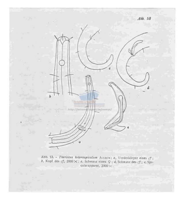 Theristus heterospiculum