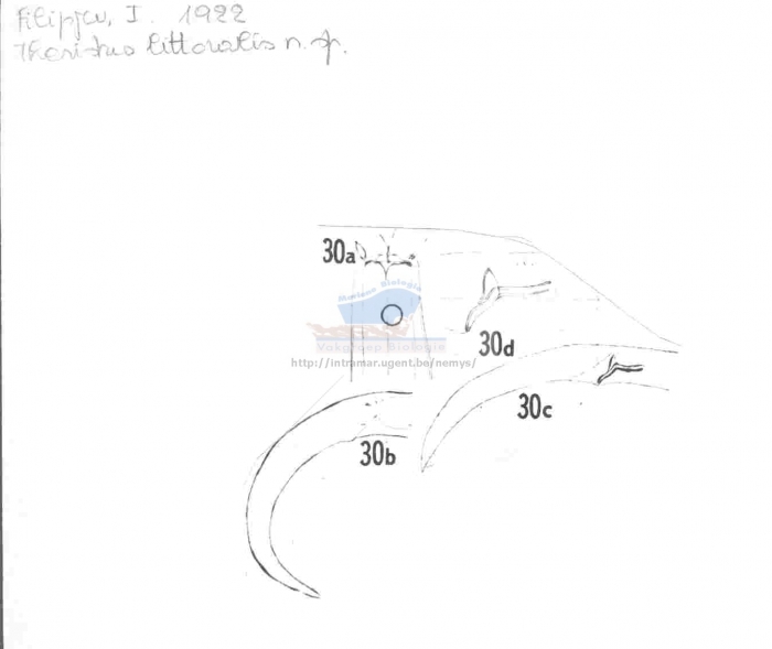 Theristus littoralis