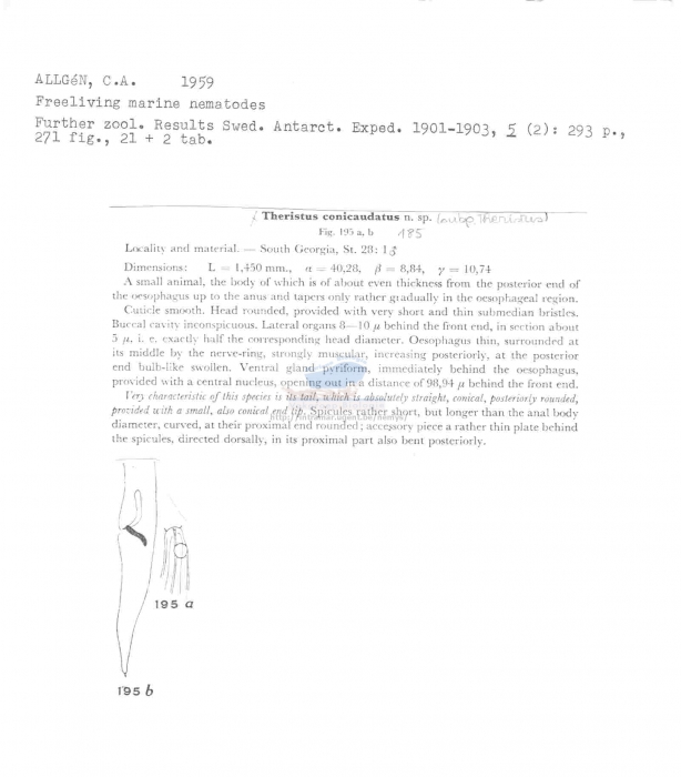 Theristus conicaudatus