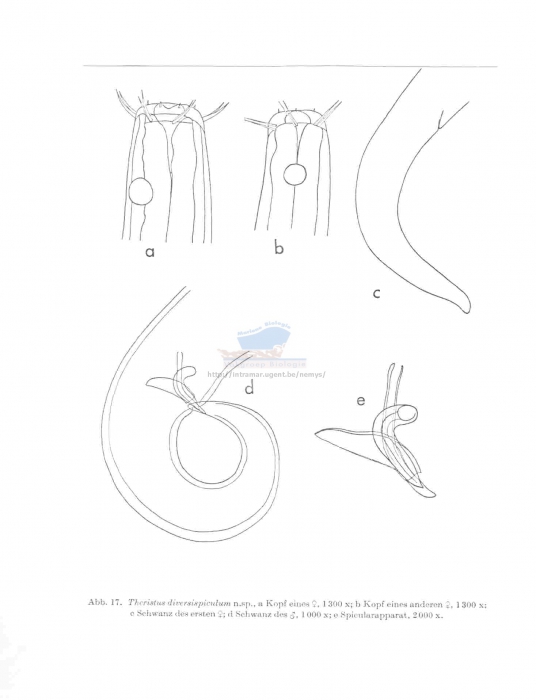 Theristus diversispiculum