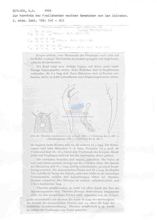 Theristus metaflevensis