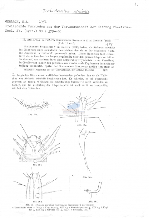 Trichotheristus mirabilis