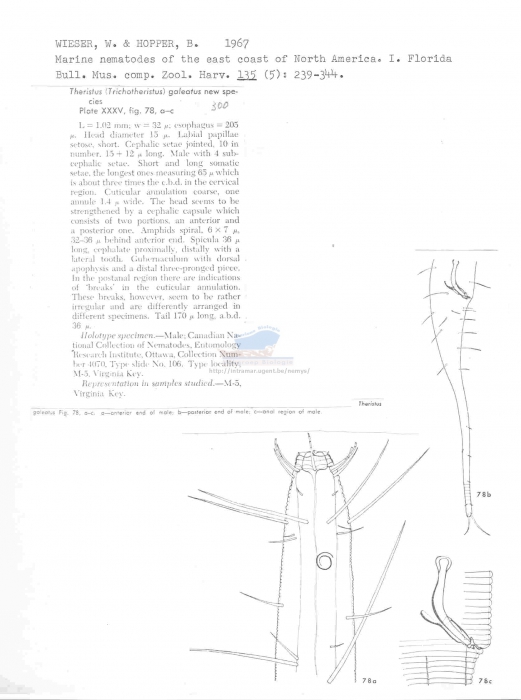 Trichotheristus galeatus