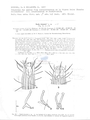 Nematode file-library of the Marine Biology Section (Ghent University, Belgium)