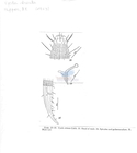 Nematode file-library of the Marine Biology Section (Ghent University, Belgium)