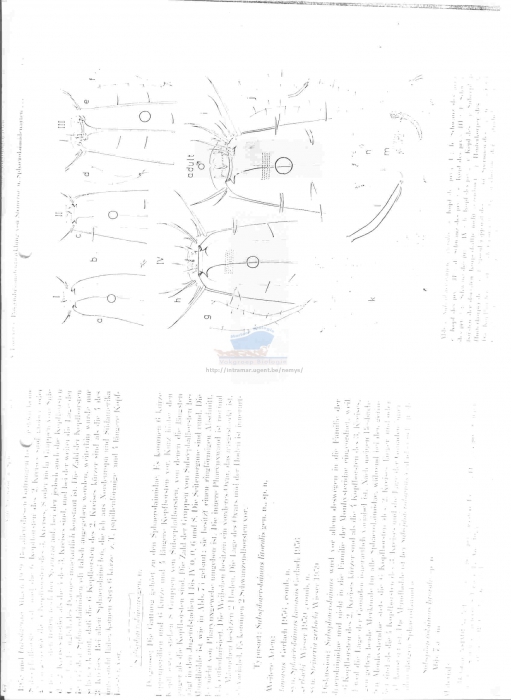 Sphaerolaimus gracilis