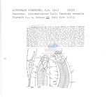 Nematode file-library of the Marine Biology Section (Ghent University, Belgium)