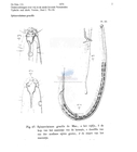 Nematode file-library of the Marine Biology Section (Ghent University, Belgium)