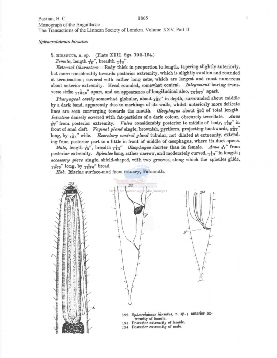 Sphaerolaimus hirsutus