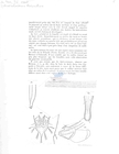 Nematode file-library of the Marine Biology Section (Ghent University, Belgium)