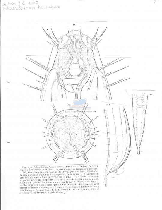 Sphaerolaimus hirsutus