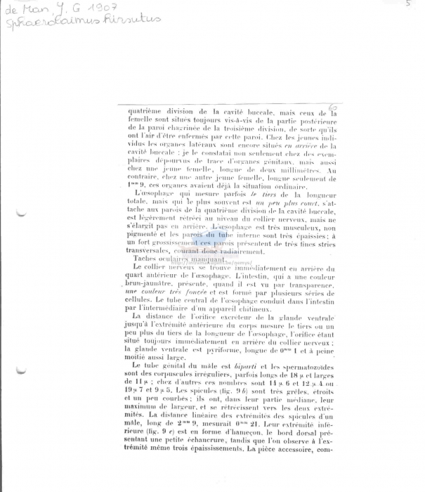 Sphaerolaimus hirsutus