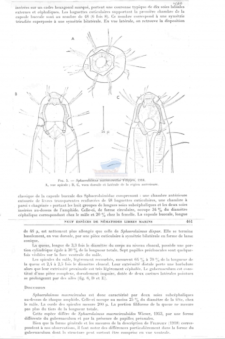 Sphaerolaimus macrocirculus