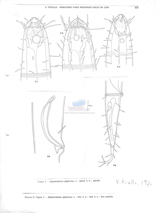 Sphaerolaimus glaphyrus