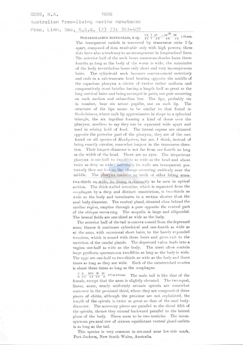 Sphaerolaimus hirticollis