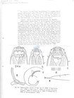 Nematode file-library of the Marine Biology Section (Ghent University, Belgium)