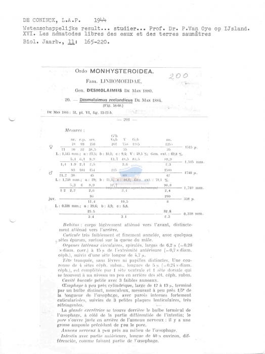 Desmolaimus zeelandicus