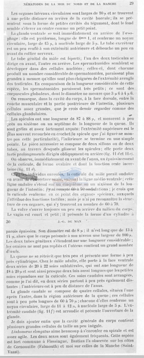 Linhomoeus elongatus