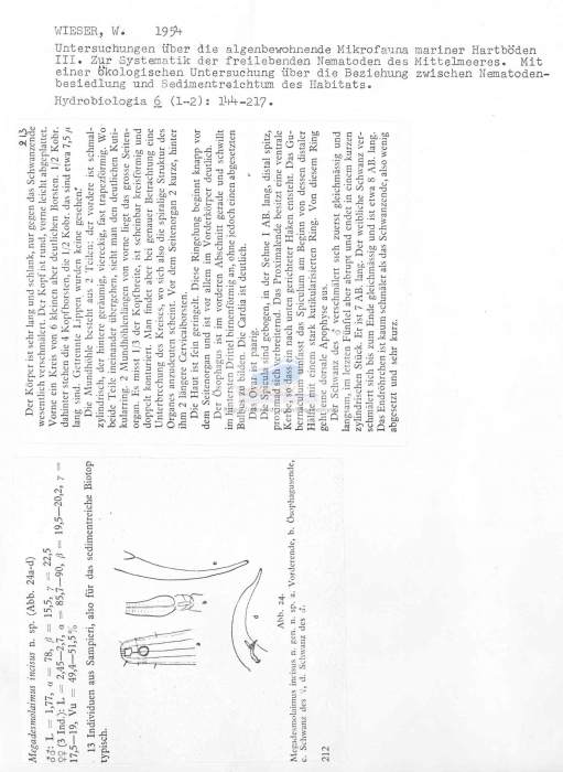 Megadesmolaimus incisus