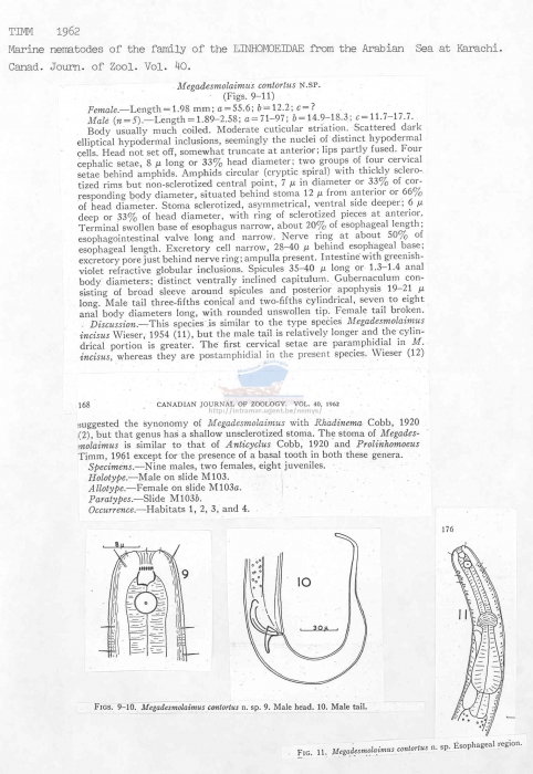 Megadesmolaimus contortus
