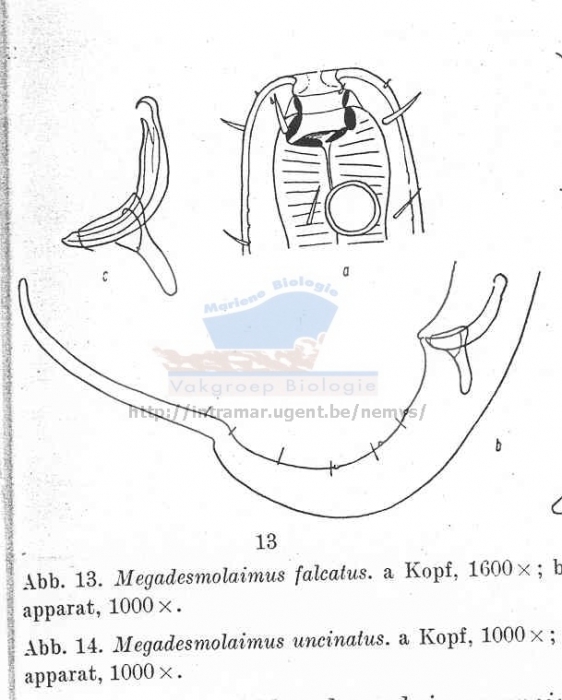 Megadesmolaimus falcatus