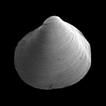 Bivalvia