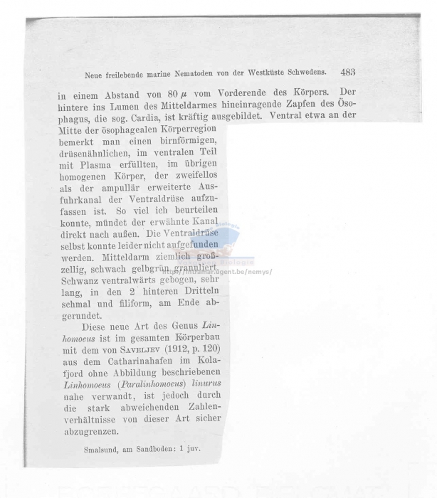 Metalinhomoeus flagellicaudatus