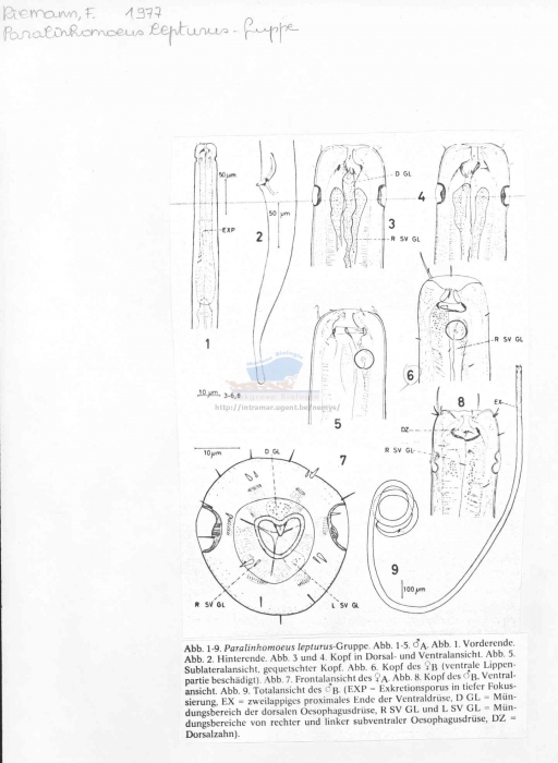 Paralinhomoeus lepturus