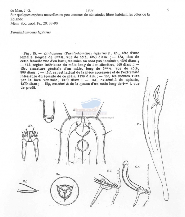 Paralinhomoeus lepturus