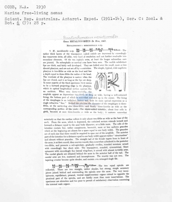 Paralinhomoeus meridionalis