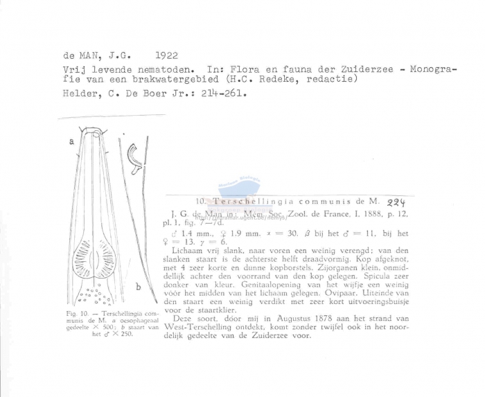 Terschellingia communis