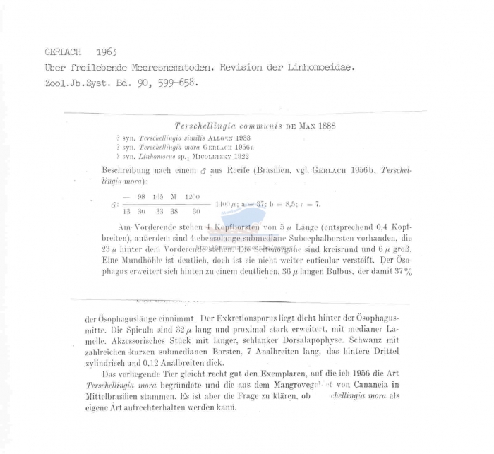 Terschellingia communis