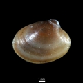 Bivalvia