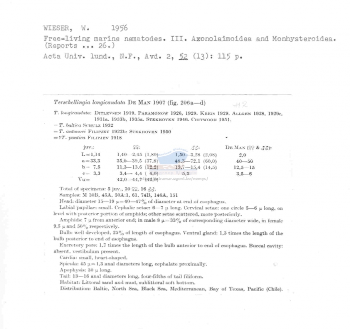 Terschellingia longicaudata