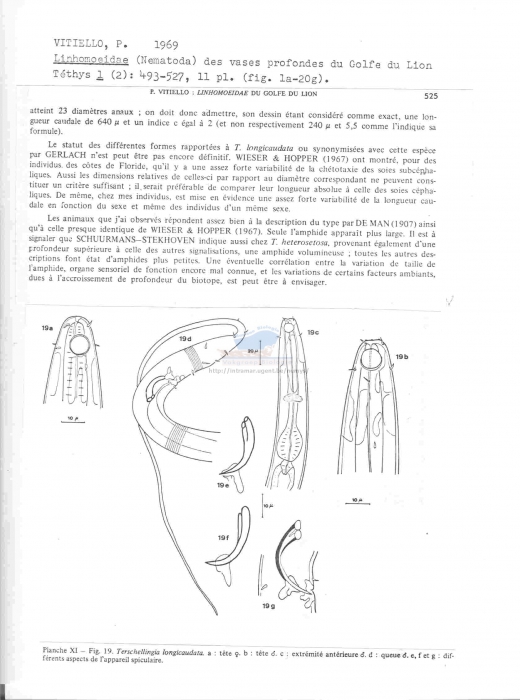 Terschellingia longicaudata
