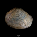Bivalvia