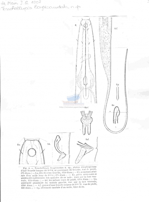 Terschellingia longicaudata