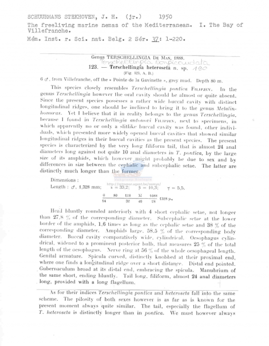 Terschellingia longicaudata