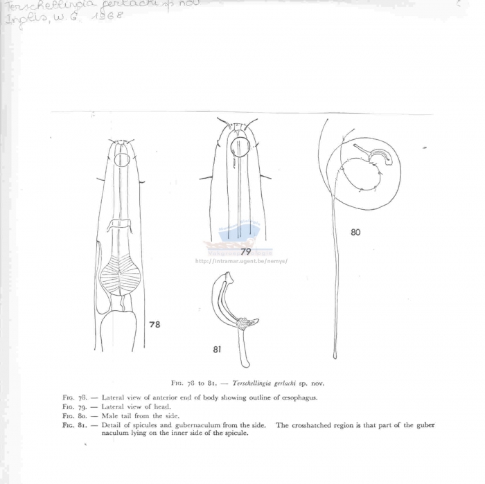Terschellingia gerlachi